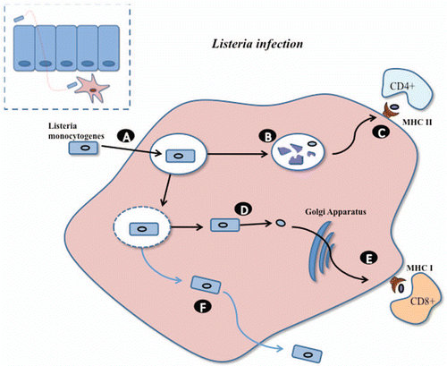 Figure 2 Infectious life cycle of L. monocytogenes (adapted from Sleator and Hill). Listeria has the ability to cross the epithelial barrier, through the expression of internalins (inlA, inlB), and after which be engulfed by sub-epithelial macrophage (A). While in the phagosome a number of cells are lysed (B) releasing antigens for subsequent presentation through the MHC class II pathway to stimulate CD4+ immune responses (C). Alternatively, Listeria escapes the phagosome using a pore forming cytolysin called listeriolysin O (D). Within the cytosol, Listerial proteins may be processed via the MHC class I pathway for stimulation of CD8+ immune responses (E). Listeria may also pass to neighboring cells through the expression of other virulence factors (F).