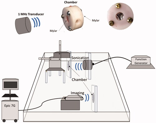 Figure 4. In vitro experimental setup for exposing MBs-AAV2 to ultrasound. The setup consists of a tank filled with degassed water, a 1 MHz spherically focused ultrasound transducer, a three-axis positioning system to hold the chambers, and an EPIQ 7G ultrasound imaging system with an L12-5 probe. The chambers are constructed out of Delrin and hold 1 mL of MBs-AAV2 solution between two mylar faces. There is one port for injection and extraction of the microbubble solution.