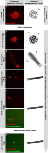 FIGURE 1  Germ cells in isolated cysts pass through meiosis and histone to protamine transition in culture. Time-lapse series of fluorescence micrographs of two independent isolated cysts developing in culture. Cysts of primary spermatocyte (A) and round nuclei stage (C) were isolated from testes of flies containing H2AvD-RFP and ProtamineB-eGFP fusion genes and their development was followed in culture (25°C). Part of the resulting time-lapse series of a primary spermatocyte cyst (A, B) is continued by the series of a cyst cultured at the round nuclei stage (C–G). The temporal resolution of this virtual time-lapse is one image per 10 h starting at meiotic division. The drawings next to the fluorescence micrographs represent the stage of the cysts as seen in phase contrast. At the nebenkern stage (B, ca. 10 h after division), the spermatid nuclei (n) are flanked by the nebenkern (nk) and the spermatids are surrounded by two somatic cyst cells (cy). At the round nuclei stage (C, ca. 20 h after division), germ cell nuclei are visible as a cluster and the nebenkern has elongated along the growing axonem of the flagella (fl). At the elongated nuclei stage (D, ca. 30 h after division), the nuclei are ellipsoid and the flagella have grown. At the canoe stage (E–G), nuclear shaping continues in parallel to chromatin reorganization. The early canoe stage, characterized by histone-based chromatin with H2AvD-RFP, appears to be extended in duration and is recognized at 40 and 50 h after division. Cysts cultured at the round nuclei stage complete the histone to protamine transition (F–G) and the late canoe stage chromatin is characterized by ProtamineB-eGFP (G). Scale bar: 50 μm.