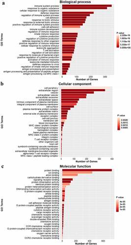 Figure 4. Gene ontology analysis of DEGs. GO analysis showing the top 30 significantly enrichments of DEGs for biological processes (a), cellular components (b) and molecular functions (c). GO terms are plotted as the ordinate, and the gene number is plotted as the abscissa.