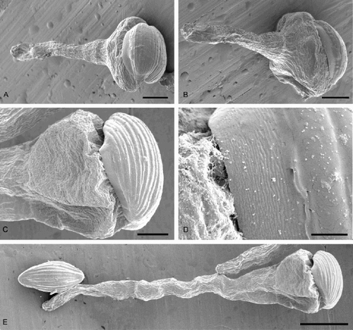 Fig. 4. SEM of germinating pollen grains of Welwitschia mirabilis Hook. f.: A, B. Male gametophyte partly covered by the exine. C, D. The finely striated sulcus area. E. The exine remains on the gametophyte as the pollen tube continues to grow. Scale bars – 15 μm (A, B); 10 μm (C); 2 μm (D); 30 μm (E).