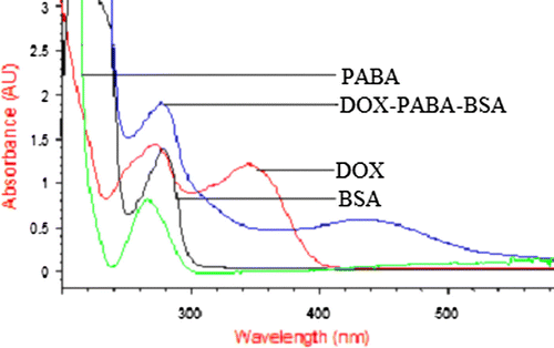 Figure 2.  UV scanning of BSA, PABA, DOX and DOX–PABA–BSA.