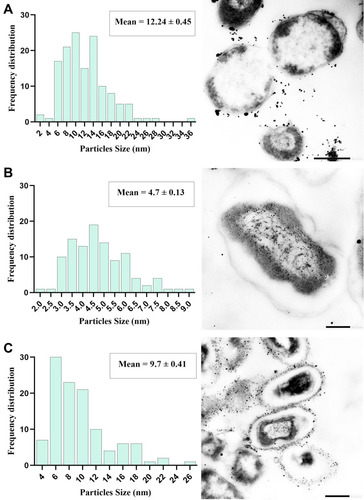Figure 7 Frequency distribution of Ag-NPs synthesized by E. coli (A), and size distribution of N-SNPs (synthesized by Nostoc sp. Bahar_M) inside (B) and outside (C) E. coli cells. Measurements were performed using ImageJ software based on TEM micrographs (at least ten cells). Scale bars: 500 nm (A and C) and 200 nm (B).