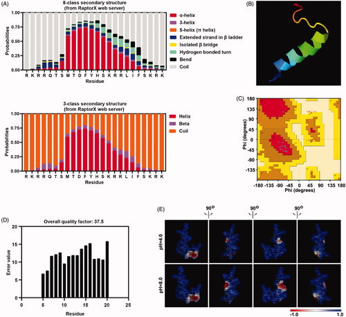 Figure 1. Peptide P2 structure prediction. (A) Secondary structure prediction of peptide P2 was conducted by RaptorX webserver. (B) 3D structural model of peptide P2 predicted by I-TASSER based algorithms web server. (C) Ramachandran plot of peptide P2 modeled by I-TASSER web server. (D) Overall quality of predicted P2 structure checked by ERRAT analysis. (E) Molecular electrostatic potential illustrations of P2. Charge distribution across the peptide P2 surface from different angles are colored according to the intensity of electrostatic potential, stick diagrams of peptide P2 are buried within the semitransparent electrostatic surface maps, colored scale described their charge intensity (negative in red, positive in blue).