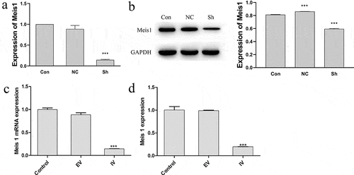Figure 2. MEIS1 repression in Kasumi-1 and Kasumi-6 cells. (a) MEIS1 mRNA expression in Kasumi-1 cells. (b) MEIS1 mRNA expression in Kasumi-6 cells. *P < 0.05, **P < 0.01, ***P < 0.001 vs. control (n = 3).