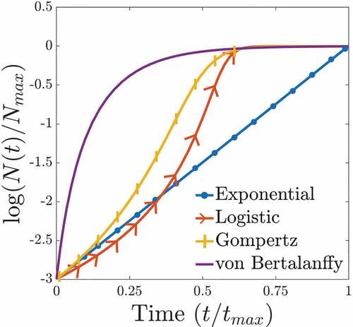 Figure 1. Tumour growth curve estimation. A comparison of several growth curves in logarithmic scale. N(t) is the number of cancer cells at the time t and Nmax is the maximum carrying capacity of tumour reached at the time tmax [Citation12].