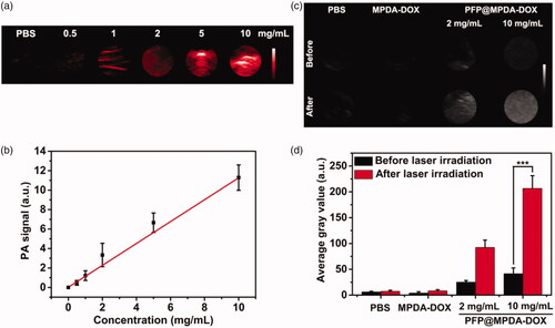 Figure 4. (a) PA images and (b) PA values of PBS and PFP@MPDA-DOX NPs at different concentrations. (c) US images in B mode and (d) the corresponding average gray values of water, MPDA-DOX and PFP@MPDA-DOX NPs before and after NIR irradiation.
