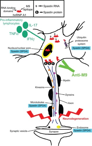 Figure 5 Potential contribution of the anti-heterogeneous nuclear ribonucleoprotein (hnRNP) A1 M9 immune response to neurodegeneration in immune-mediated neurological disease. Multiple sclerosis and human T-lymphotropic virus type 1-associated myelopathy/tropical spastic paraparesis patients develop antibodies to an epitope contained within the M9 region of hnRNP A1 (box). hnRNP A1 has been shown to interact molecularly with spastin RNA and protein (box and figure). The anti-M9 immune response altered spastin RNA levels, which may alter spastin function at multiple sites within neurons (blue boxes). The combination of proinflammatory cytokines and the anti-M9 immune response might contribute to neurodegeneration in immune-mediated neurological disease.