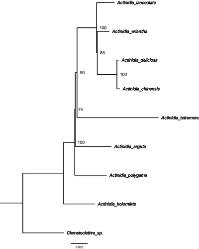 Figure 1. Phylogenetic relationships of nine seed plants based on plastome sequences. Bootstrap percentages are indicated for each branch. GenBank accession numbers: Actinidia arguta (NC_034913.1), Actinidia chinensis (NC_026690.1), Actinidia deliciosa (NC_026691.1), Actinidia eriantha (NC_034914.1), Actinidia kolomikta (NC_034915.1), Actinidia polygama (NC_031186.1), Actinidia tetramera (NC_031187.1), Actinidia lanceolate (Unpublished), and Clematoclethra scandens subsp. hemsleyi (KX345299.1).