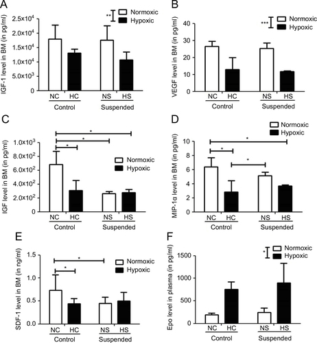 Figure 4 Suspension and hypoxia interact at the molecular level. In BM supernatants, level of proteins involved in stem cell proliferation and mobilization such as (A) IGF-1 (insulin-like growth factor-1), (B) VEGF (vascular endothelial growth factor), (C) HGF (hepatocyte growth factor), (D) MIP-1α (macrophage inflammatory protein-1α), and (E) SDF-1 (stromal cell-derived factor-1) was determined using Multiplex Sandwich Elisa (n=5/group) or Elisa kit (for SDF-1 only, n=10/group). In panel F, plasmatic level of Epo (erythropoietin) was measured by Elisa kit (n=5/group). *p≤0.05, **p≤0.01 and ***p≤0.001.