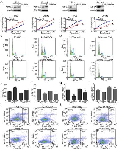 Figure 3 ALDOA promotes the proliferation of PCa cells, prolongs the cell cycle, and suppresses apoptosis in PC3 and DU145 cell lines. (A) ALDOA levels were verified by Western blotting after transfection. (B) ALDOA overexpression enhanced the proliferation of PC3 and DU145 cells in vitro, while ALDOA knockdown inhibited the proliferative effects. (C, D, E, F) ALDOA overexpression prolonged the cell cycle of PC3 and DU145 cells in vitro, while ALDOA knockdown suppressed the effects on the cell cycle. (G, H, I, J) ALDOA overexpression suppressed apoptosis of PC3 and DU145 cells, while ALDOA knockdown did not induce significant apoptosis. *P < 0.05, **P < 0.01, ***P < 0.001 compared with the NC group.