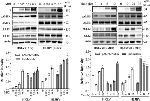 Figure 4. PEDV infection increases the levels of AMPK and ULK1 phosphorylation. Vero and IPEC-DQ cells were mock-infected or infected with HXLV and HLJBY viruses for 12 or 24 hr, respectively, or with 0.5 MOI of HXLV virus for the indicated lengths of time. AMPKT172 and ULK1S777 phosphorylation was detected by Western blot. *p <0.05, **p <0.01, compared to uninfected controls.