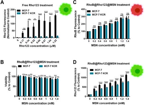 Figure 5 The efficiency of MSN-based drug-delivery of the fluorescent cargo Rhodamine 123 (A). Intracellular Rho123 fluorescence intensity of MCF-7 and MCF-7 KCR cells treated with the free form of Rho123. Two-way ANOVA Sidak’s multiple comparisons test, **P<0.01; ****P<0.0001 (B). Viability of MCF-7 and MCF-7 KCR cells after RhoB@Rho123@MSN exposures compared to the untreated cells (C). Rhodamine B fluorescence intensity of MCF-7 and MCF-7 KCR cells after RhoB@Rho123@MSN treatments (D). The measured Rhodamine 123 fluorescence intensity after RhoB@Rho123@MSN exposure of MCF-7 and MCF7 KCR cells. Two-way ANOVA Sidak’s multiple comparisons test, ****P<0.0001.