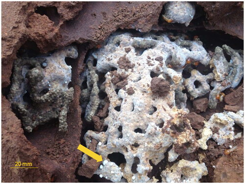 Figure 1. Fungus comb in fungus garden of Macrotemes subhyalinus in Oman, yellow arrow showing fungus nodules. Photo by Hilal Al-Shamakhi.