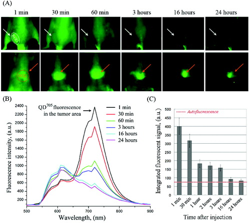 Figure 3. (A) Representative fluorescent images of colon cancer-grafted mouse, obtained at different time-intervals (within 24 hours) after i.v. injection of QD705. Regions-of-interest (ROI): ROI-1 – tumour area; ROI-2 – liver area. (B) Dynamics of fluorescent spectra in tumour area (ROI-1), overlapped with autofluorescence spectra of mouse body, obtained within 1–24 hours after i.v. injection of QD705. The fluorescent spectra were extracted from the images in (A). (C) Kinetics of QD705 fluorescence decay in ROI-1 within 24 hours after injection, calculated at λem = 705 nm. The data are means ± SD from four animals.