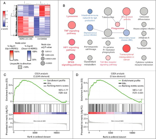 Figure 3. Global molecular consequence of HEPES on the RAW264.7 macrophage cell line. (A) A heatmap transformation of the z-score normalized levels of the top ∼1738 differentially expressed genes (log FC>|0.5| with adj p-value of <0.01) following HEPES supplementation to RAW cell culture media for 24 h. (B) Kyoto Encyclopedia of Genes and Genomes (KEGG) pathway enrichment analysis on 2 lists with either up- or downregulated genes in response to HEPES. Node color indicates cellular pathways that were mostly enriched in upregulated (more red) or downregulated (more blue) genes or nonspecific to direction of the expression change (gray). (C-D) HEPES drives a MiT/TFE-mediated gene signature in RAW cells. Gene set enrichment analysis (GSEA) on the RAW transcriptome following exposure to HEPES for 24 h. Graphs show enrichment plots of ranked gene expression data (red, upregulated; blue, downregulated). The enrichment score is depicted as a green line, and the vertical black bars below indicate the position of lysosomal-autophagic and innate host-immune response genes carrying either validated (C) CLEAR sequences bound by TFEBCitation12,Citation15 or (D) E-box consensus motifs bound by TFE3.Citation46