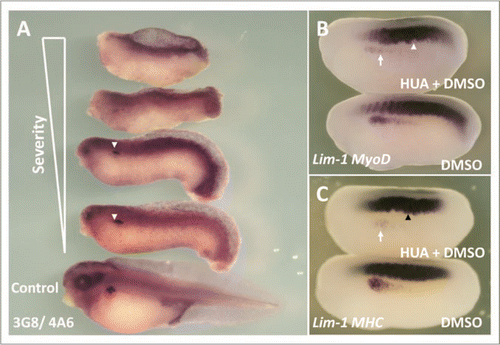 Figure 7 HUA treatment severely perturbed pronephric and muscle development. Stage 10.5 X. laevis embryos were incubated in either HUA and DMSO or DMSO only (control) and left to develop to stage 41 where whole mount 3G8/4A6 antibody staining was performed to detect the mature pronephros. All embryos treated with HUA had delayed development and reduced 3G8/4A6 staining (arrowheads). The control embryo showed normal development at stage 41 (A). Stage 10.5 X. laevis embryos were incubated in either HUA and DMSO or DMSO alone (control) and left to develop to stage 23 where whole mount in situ hybridisation for Lim-1/MyoD (B) and Lim-1/MHC (C) expression was performed. The HUA treated embryo is shown above the control untreated embryo in (B and C). HUA treatment clearly inhibited pronephros anlagen formation, as seen by reduced Lim-1 expression (white arrow), and disrupted the normally segmented MyoD expression (B) (white arrowhead) and MHC expression (C) (black arrowhead).