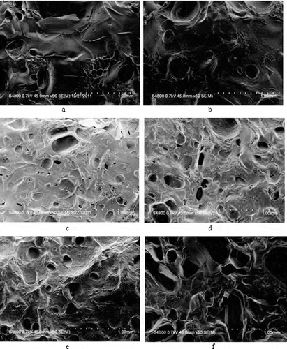 Figure 7 SEM surface images of gelatin xerogel treated with and without EGCG. (a) 0 g/l EGCG; (b) 0.5 g/l EGCG; (c) 1.0 g/l EGCG; (d) 2.0 g/l EGCG; (e) 3.0 g/l EGCG; (f) 4.0 g/l EGCG.