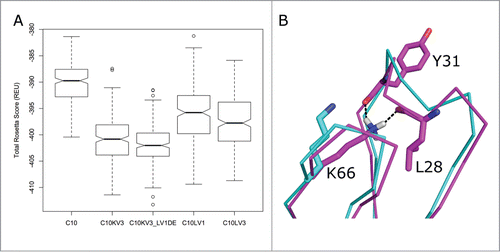 Figure 4. (A) Box-and-whiskers plot of the distributions of Rosetta scores for 250 models (decoys) of refined structures of potential C10 antibody constructs derived by running the dual-space relax protocol of the program Rosetta to models built with RosettaAntibody. The box covers the range from the first (Q1) to the third quartiles (Q3) of the data, and the horizontal line is the median. The whiskers are at Q3+1.5*IQR and Q1–1.5*IQR, where IQR is the interquartile range (Q3-Q1). Outliers beyond the whiskers are marked. (B) Refinement of C10KV3_LV1DE from its initial model (cyan) to a structure with the lowest Rosetta score, which forms a hydrogen bond of the side chain of Lys66 to the backbone carbonyls of the 5th and 8th residues of the CDR L1. This is a common hydrogen bond in λ antibodies when residue 66 is Asn or Lys.