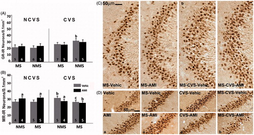 Figure 1. Early life and adult stress with/without amitriptyline on GR and MR in hippocampal sub-fields. LEFT. Mean number per unit area (0.1 mm2) of (A) glucocorticoid receptor-immunoreactive (GR-IR) neurons in the CA3 subfield and (B) mineralocorticoid receptor-immunoreactive (MR-IR) neurons in CA2 of non-maternally separated (NMS) and maternally separated (MS) rats submitted to chronic variable stress (CVS) or not (NCVS) under amitriptyline (10 mg/kg; AMI) or vehicle (Vehic) treatment. Data were analyzed by a linear mixed effect model followed by LSD post hoc test. Data are mean + SEM. Number of rats per group is included inside each bar. Significant differences: a, indicates p < 0.05 versus respective Vehic group; b, indicates p < 0.05 versus respective NCVS; c, indicates p < 0.05 versus respective NMS. RIGHT. Representative photomicrographs. (C) GR-IR neurons in the CA3 subfield of the hippocampus of the MS (left two columns) and CVS rats under AMI or Vehic treatment. Note that MS rats exposed to CVS showed increased GR expression. Statistically significant difference shown in graph A is indicated (b). (D) MR-IR neurons in the CA2 subfield of the hippocampus of NMS (columns 1 and 3) and MS rats, NCVS (columns 1 and 2) and CVS under AMI treatment. Statistically significant differences shown in graph B are indicated (a,b,c).