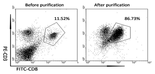 Figure 4. The CD3+ CD8+ T cell purification with MACS. The CD8+T cells from the splenocytes were separated and purified with magnetic beads under sterile condition t. The purity of CD11c+ cells were examined and the percentage were approached 10% to 12%. Followed by purification with MACS, the CD3+ CD8+ T cells were enriched and the results of FCM showed that the purity approached 85%.
