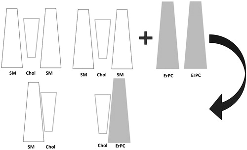 Figure 6. Model of lipid raft before and after ErPC addition.