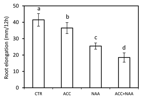 Figure 2. Cell length of epidermis in maize roots treated with ethylene, auxin and combined. Experimental conditions and statistical analysis were as indicated in Figure 1. Values represent mean ± SD of at least 100 cells from 3 different roots in each treatment.