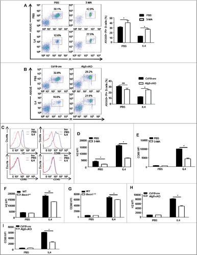 Figure 3. Autophagy participates in the IL4-induced antiapoptosis effect and the IL4-induced expression of H2 and CD86. (A) Murine splenic B cells were treated with IL4 in the presence or absence of 3-MA for 24 h, cell apoptosis was assessed by PI (propidium iodide) and ANXA5 staining via flow cytometry. Representative dot plots and bar graph (mean ± SEM) of the percentage of PI+ ANXA5+ B cells are showed. *, P<0.05; determined by the Mann-Whitney test. Data are representative of 3 independent experiments. (B) Splenic B cells of Cd19-cre mice and Atg5-cKO mice were treated with IL4 for 24 h, and cell apoptosis was assessed by flow cytometry. Representative dot plots and bar graph (mean ± SEM) of the percentage of PI+ ANXA5+ B cells are showed. *, P<0.05; ns, not statistically significant; determined by the Mann-Whitney test. Data are representative of 3 independent experiments. (C) Flow cytometry analysis of the phenotype of B cells after IL4 treatment for 24 h. Cells were stained with 7AAD, CD19, H2, CD86, CD80 and CD40. Representative histograms are shown. Data are representative of at least 3 independent experiments. (D to I) Quantification of H2 and CD86 on WT B cells after 3-MA treatment (D and E), or on Becn1+/− B cells and WT B cells (F and G), or on Atg5-cKO B cells and Cd19-cre B cells (H and I) in the presence or absence of IL4 for 24 h. Data are presented as mean ± SEM. *, P<0.05; **, P<0.01; calculated by the Mann-Whitney test (D, E, H and I) or the Student t test (F and G). Data are representative of 3 independent experiments, respectively. Cells were gated on 7AAD-negative cells to exclude dead cells in these experiments.