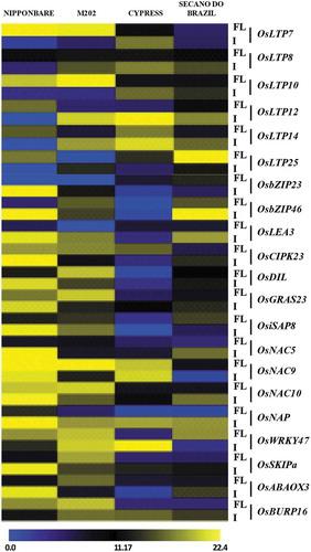 Figure 3. Relative expression of low-temperature responsive genes of 4 rice genotypes in flag leaf (FL) and inflorescence (I) tissue. Data represent the mean of three biological replicates and are expressed as ± SE.