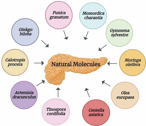 Figure 5. Characteristic features of natural molecules.