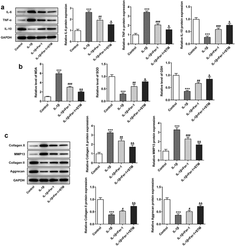 Figure 4. STM enhances the inhibition of the ferroptosis inhibitor in IL-1β-induced ATDC5 cells