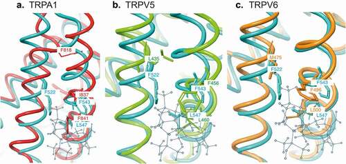 Figure 3. In silico homology modeling comparing the structure and 25OHD-interacting residues in TRPV1 with the equivalent residues (Figure 2) and structures of TRPA1 (a), TRPV5 (b), and TRPV6 (c). TRPV1 (light blue [Citation16]), TRPA1 (red, PDB# 6V9W), TRPV5 (light green, PDB# 6B5V), and TRPV6 (orange, PDB# 62EF). The predicted binding site location for the 25OHD structure (gray ball and stick) within TRPV1 [Citation16] is also included for reference
