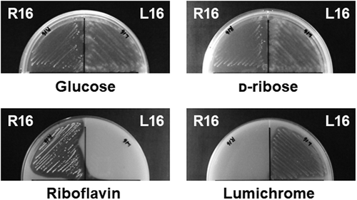 Figure 2. Riboflavin and lumichrome degradation assays of M. paraoxydans R16 and N. nitrophenolicus L16 on agar plates.