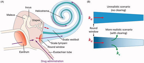 Figure 1. Schematic of the mammalian hearing organ (A) and two scenarios of molecular drug diffusion along the scala tympani (B). (B) Passive molecular diffusion of a drug along the scala tympani is described by a diffusion (kd) and clearing (kc) coefficients. For a given geometry of the scala tympani, the steady-state drug concentration gradient (denoted by the blue color intensity) along it depends only on the ratio kd/kc (Sadreev et al., Citation2019). (A) is modified from (Lukashkin et al., Citation2020).