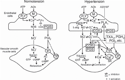 Figure 6. Endothelium-dependent effects of acetylcholine in rat aorta. Left: endothelium-dependent relaxations in normotensive rats. Right: cyclo-oxygenase-dependent, endothelium-dependent contractions to acetylcholine in SHR aorta. (AA = arachidonic acid; AC = adenylyl cyclase; COX1 = cyclo-oxygenase 1; IP = PGI2 receptor; M = muscarinic receptor; PGH2 = endoperoxides; PGI2 = prostacyclin; PGIS = prostacyclin synthase; PLA2 = phospholipase A2; R = receptor; sGC = soluble guanylyl cyclase; SR = sarcoplasmic reticulum; TP = TP receptor; + = activation; - = inhibition) (from Félétou and Vanhoutte 2006, with permission from the American Physiological Society). (Reference 1)