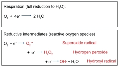 Figure 1 Reactive oxygen intermediates in the reductive metabolism of oxygen.
