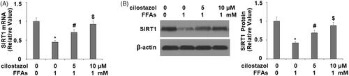 Figure 7. Cilostazol protected against FFA-induced reduction of SIRT1 in HAECs. Cells were stimulated with high FFAs (1 mM) with or without cilostazol (5, 10 μM) in HAECs for 36 h. (A). mRNA of SIRT1 as determined by real-time PCR analysis; (B). Protein of SIRT1 as determined by western blot analysis (*, #, $, p < .01 vs. previous group).