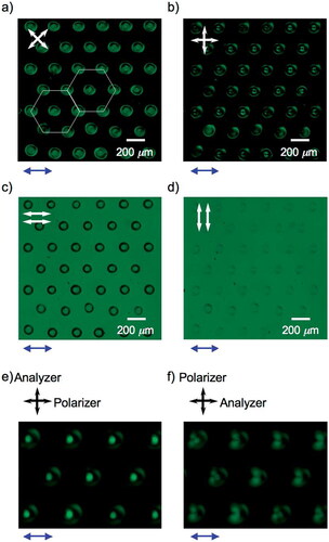 Figure 10. POM images and polarization properties of the prepared microlens arrays. (a, b) POM images of the prepared microlens array. Crossed polarizers (white arrows) were rotated by 45° (a) and 0° (b) to the polarization direction of the 488 nm beam (blue arrow). (c, d) POM images of the prepared microlens array observed with polarized light parallel (c) and perpendicular (d) to the polarization direction of the 488 nm beam (blue arrow). An analyzer was set parallel to the polarizer. (e, f) Focusing properties of the prepared microlens array observed with polarized light parallel (e) and perpendicular (f) to the polarization direction of the 488 nm beam (blue arrow). An analyzer was set perpendicular to the polarizer. Reprinted with permission from Yaegashi et al. [Citation57].