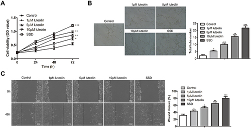 Figure 4 The effect of luteolin on proliferation, angiogenesis and migration in HMEC-1. (A) HMEC-1 cells were treated with different concentration of luteolin (0, 1, 5, 10 μM) and SSD for 24, 48 and 72 h, the cell viability was analyzed by CCK-8 assay. (B) HMEC-1 were treated with different concentration of luteolin (0, 1, 5, 10 μM) and SSD for 8 h, tubule formation experiment was used to observe the lumen structure of HMEC-1 cells. (C) HMEC-1 cells were treated with different concentration of luteolin (0, 1, 5, 10 μM) and SSD for 48 h, migration was analyzed by scratch assays. Scale bar =200 μm. The values were presented as mean ± SD (n=3). *P<0.05; **P<0.01 and ***P<0.001 versus the control group.