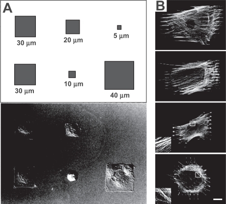 Figure 4 Control of cellular structure with micropatterning. Nomarski differential interference contrast image of endothelial cells cultured on square fibronectin islands (A). The cell shapes conform to the geometry of the adhesive islands as defined in the schematic. Reprinted with permission from: CitationChen CS, et al. 1997. Geometric control of cell life and death. Science, 276:1425–8. Copyright © 1997, AAAS. http://www.sciencemag.org. Microcontact printing of focal adhesion-sized islands of fibronectin onto glass (B). Islands of a variety of sizes (20, 10, 6, and 2 μm, from top panel to bottom panel) were used to support the culture of myofibro-blasts, which were then stained for F-actin. While all of the myofibroblasts cultured on the substrate developed actin-based stress fibers, stress fibers in cells cultured on islands larger than 6 μm preferentially incorporated α-smooth muscle actin from the cytosol, indicating higher contractility (not shown). Inset shows a 4 x magnification of F-actin stress fibers. (Bar = 20 μm). Reproduced with permission from: CitationGoffin JM, et al. 2006. Focal adhesion size controls tension-dependent recruitment of alpha-smooth muscle actin to stress fibers, The Journal of Cell Biology, 172:259–68. Copyright © 2006, The Rockefeller University Press.