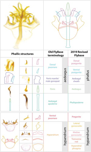 Figure 3. Visual atlas of phallic structures. Light microscopy images (Canton S strain) and diagrams representing the broad divisions and substructures of phallus and hypandrium. The images are oriented posterior (top) to anterior (bottom). Previous FlyBase terms are on the left and the 2019 revised terms are on the right.