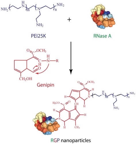 Scheme 1 The synthetic approach of RNase A-PEI25K hybrid system (RGP) via genipin-mediated crosslinking.