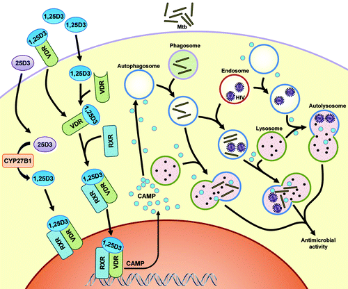 Figure 1. The role of autophagy and CAMP in 1,25D3-mediated inhibition of Mtb and HIV. HIV budding occurs into the multivesicular endosomes of macrophages. Mtb enters through phagocytosis. Cytochrome P450, family 27, subfamily B, polypeptide 1 (CYP27B1) 1α-hydroxylates the inactive 25D3 into the active 1,25D3. 1,25D3 induces the expression of CAMP presumably through binding to the vitamin D (1,25D3) receptor (VDR), which heterodimerizes with the retinoid X receptor (RXR) and directly regulates transcription by binding to the vitamin D response element (VDRE) consensus sequence located upstream of the Camp gene. The expression of CAMP is required both for autophagosome and phagolysosome biogenesis, which leads to killing of the microbial pathogens through autophagy. Adapted from Jo EK. Innate immunity to mycobacteria: vitamin D and autophagy. Cell Microbiol 2010; 12:1026–35; 10.1111/j.1462-5822.2010.01491.x.