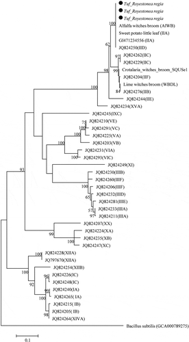 Fig. 4 Phylogenetic tree based on imp gene sequences of Roystonea regia phytoplasmas (black circles) with 17 phytoplasma strains from different groups and subgroups. The phylogenetic tree was constructed by the Maximum Likelihood method and units are the number of base substitutions per site. Bootstrap values are expressed as percentage of 1,000 replicates