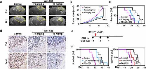 Figure 6. Wnt/β-catenin signaling blockade shows therapeutic effects on IDH1WT glioma allografts. Representative T2-weighted MRI images (a) and the volumes (b) of IDH1WT GBM allografts after treatment with vehicle or Wnt-C59 (7.5 or 15 mg/kg) for 7 and 14 days (n = 4). Tumor margins are highlighted with yellow dashes. (c) Kaplan-Meier survival curves of IDH1WT model mice treated with 15 mg/kg Wnt-C59 (black line), 7.5 mg/kg Wnt-C59 (blue line) or control (purple line). Log-rank test p values for comparisons to controls are shown (n = 6, p = .003). (d) Ki67 staining in immunohistochemical images of IDH1WT gliomas after the above treatments. Scale bars, 50 μm; magnification 400 × . (e) Mouse models were treated with 100 μL CD4 antibody (Ab) (10 mg/kg) or CD8 Ab (9.5 mg/kg) at day −1, day 3 and day 7 post the IDH1WT glioma cells incubation. (f) Kaplan-Meier survival curves of IDH1WT glioma models treated with CD4 Ab plus 15 mg/kg Wnt-C59 (blue line), CD8 Ab plus 15 mg/kg Wnt-C59 (red line), 15 mg/kg Wnt-C59 (black line) or control (purple line). Log-rank test p values for comparisons to controls are shown (n = 6, CD4 Ab plus 15 mg/kg Wnt-C59 vs 15 mg/kg Wnt-C59 14 d, p = .782; CD4 Ab plus 15 mg/kg Wnt-C59 vs control, p < .001; CD8 Ab plus 15 mg/kg Wnt-C59 vs 15 mg/kg Wnt-C59 14 d, p = .007; CD8 Ab plus 15 mg/kg Wnt-C59 vs control; p = .04. In panel b, ***p < .001, control vs 7.5 mg/kg Wnt-C59 14 d or control vs 15 mg/kg Wnt-C59 14 d (one-way ANOVA)