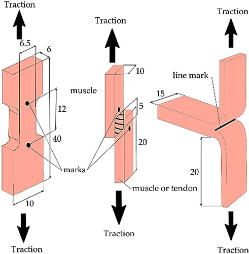 Figure 1. Schematic of the tensile, shear lap test and peeling test with sample dimensions in mm (from left to right).