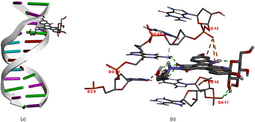 Figure 6. Molecular docked models of edotecarin with DNA (a),The interactions between the edotecarin and DNA are labeled using colored dashed lines(b) (-8.1 kcal/mol).