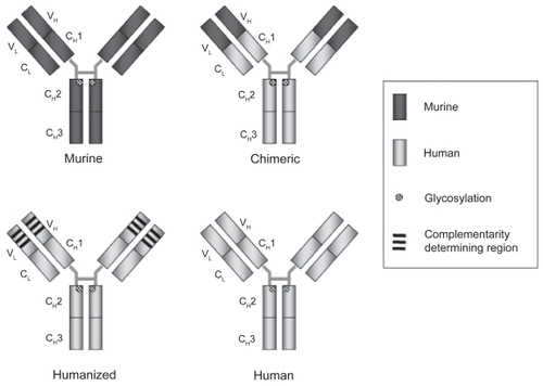 Figure 1 Humanization of therapeutic antibodies. In general the immunogenicity of therapeutic antibodies has decreased with advances in humanization. The efficacy of an antibody is determined by affinity, avidity, and antibody isotype. This is independent of the degree of humanization.