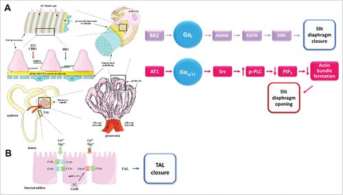Figure 3. GPCR regulation of TJs in the thick ascending limb of Henle, and of the slit diaphragm in the glomerulus. A) Left, schematic representation of a nephron and the slit diaphragm between podocytes in the glomerulus. The GPCRs that open (red arrow) or tighten (blue arrow) the podocytes slit diaphragms are indicated. Right, signaling pathways activated by GPCRs that regulate the slit diaphragm B) Schematic representation of epithelial cells lining the thick ascending limb of Henle illustrating how activation of CaSR favors claudin-14 expression, blocking in consequence cation reabsorption through the claudin-16/claudin-19 paracellular heteromeric channel. CaSR promotes claudin-14 expression blocking the transcription of miR-9 and miR-374 genes that induce the decay of claudin-14 mRNA. Receptors: AT1, angiotensin II receptor 1; BR2/BKR2/BDKRB2, bradykinin receptor B2; CaSR, calcium sensing receptor; CBR, cannabinoid receptor. Other abbreviations: ADAM, disintegrin and metalloenzyme; EGFR; epidermal growth factor receptor; ERK, extracellular signal-regulated protein kinase; miR, microRNA; PIP2, Phosphatidylinositol 4,5-bisphosphate; PLC, Phospolipase C; Src, protein-tyrosine kinase.