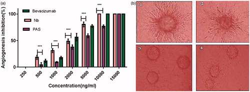 Figure 11. (a) Anti-angiogenesis effects of PASylated nanobody assessed by in vitro tube formation method. Data are represented as mean ± SD and asterisks show the significant level of capillary branch-inhibitory difference between native protein and PASylated nanobody (***p < .001). (b) Representative snapshots captured from the tube formation assay on HUVECs (1) Control (no drug), (2) nanobody (2000 ng/ml), (3) nanobody (10,000 ng/ml) and (4) Nb-PAS#1(200) (10,000 ng/ml).